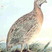 Common Quail